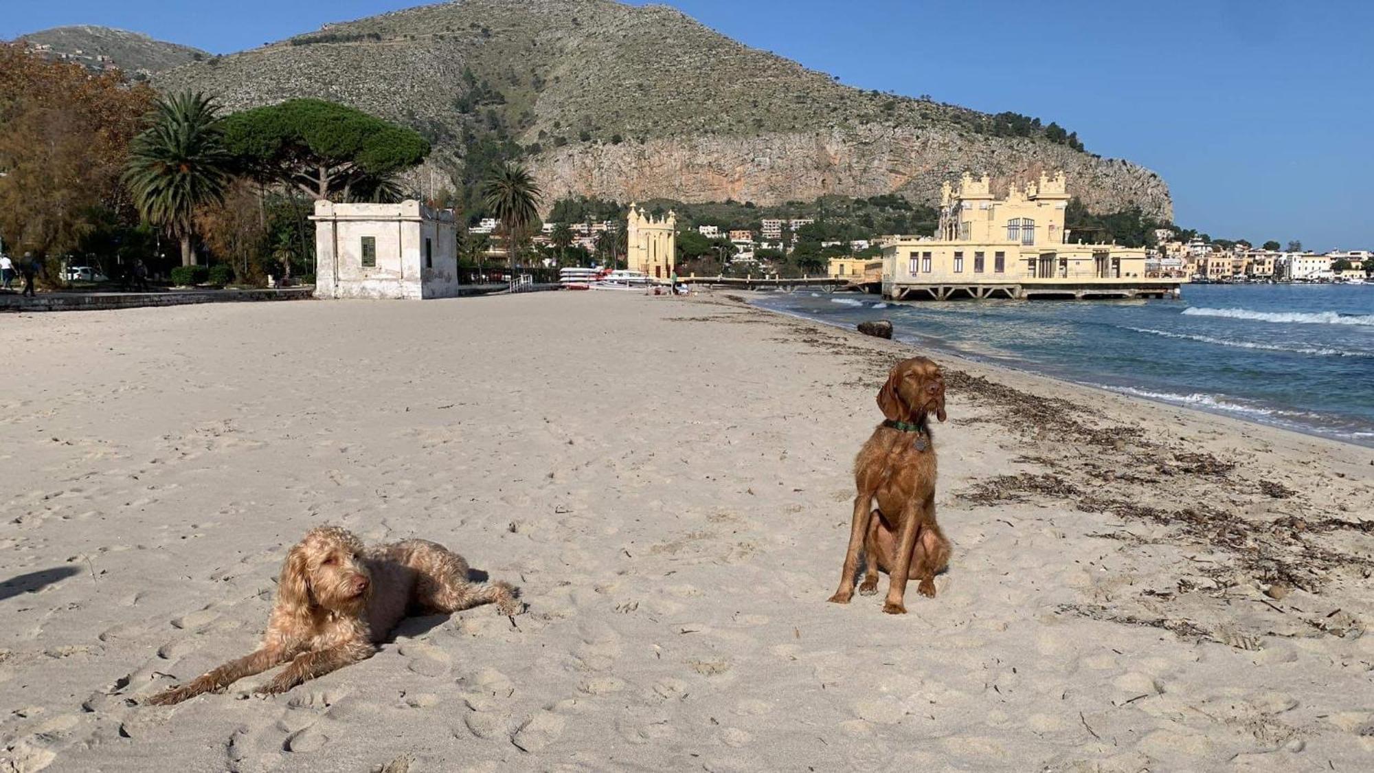Due Cani Apartment Παλέρμο Εξωτερικό φωτογραφία